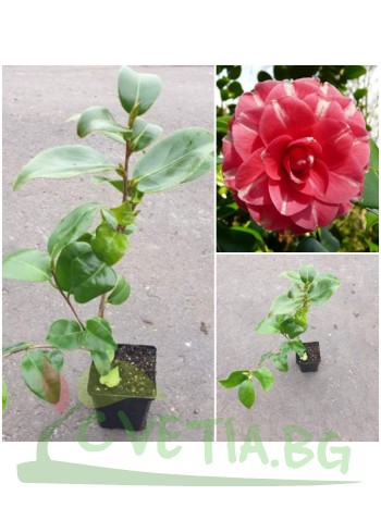 Камелия Camellia Rubens